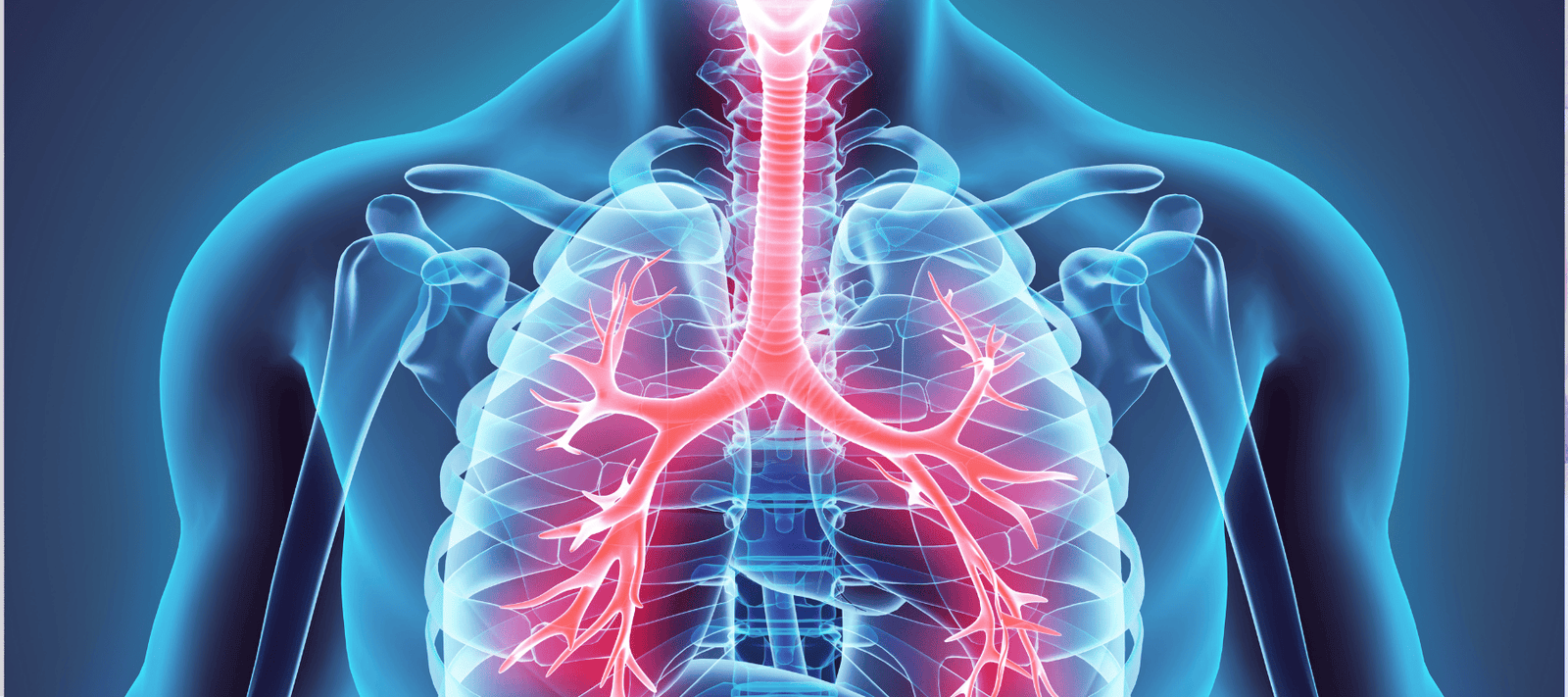 human lungs illustrating is mouth breathing bad