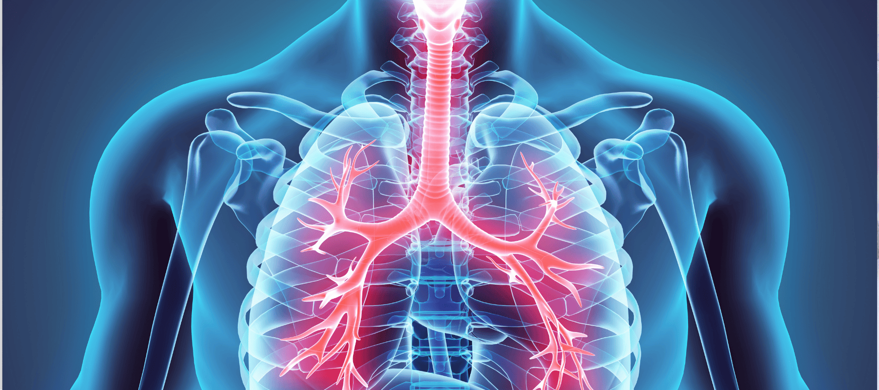 human lungs illustrating is mouth breathing bad